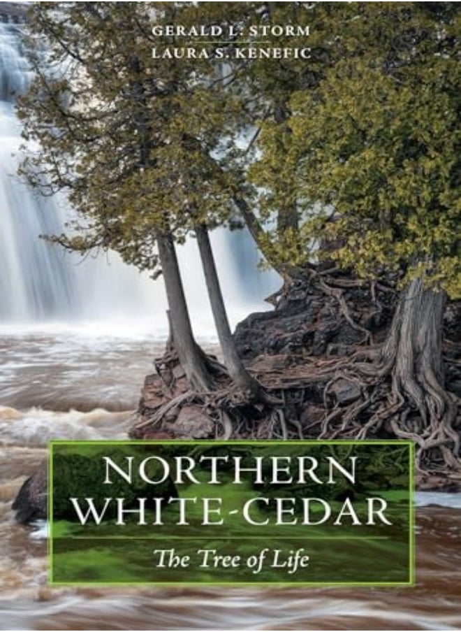 Northern White-Cedar 