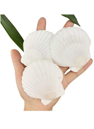 15 pc Set of 2-3" Natural White Scallop Shells for Crafts - pzsku/Z576E1DB3FE04D8F1E10DZ/45/_/1734593893/b2168b0c-47d3-441d-b60d-c5cc4da205f2