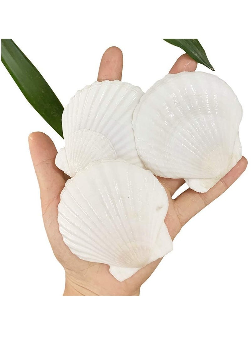 15 pc Set of 2-3" Natural White Scallop Shells for Crafts