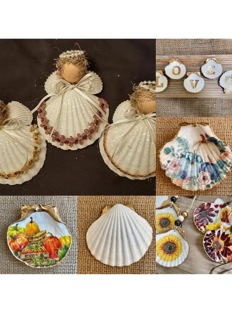 15 pc Set of 2-3" Natural White Scallop Shells for Crafts