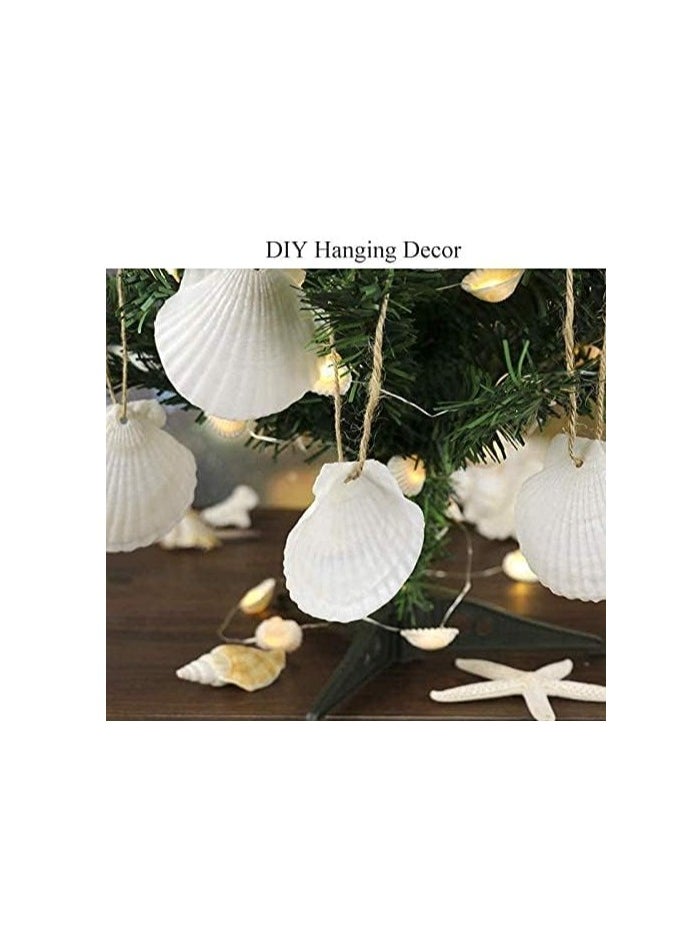 15 pc Set of 2-3" Natural White Scallop Shells for Crafts