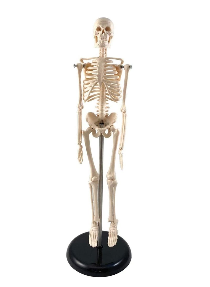 Supertek Fun Express Human Skeleton Model With Key 17 | White | Pack of 1 - Image 1