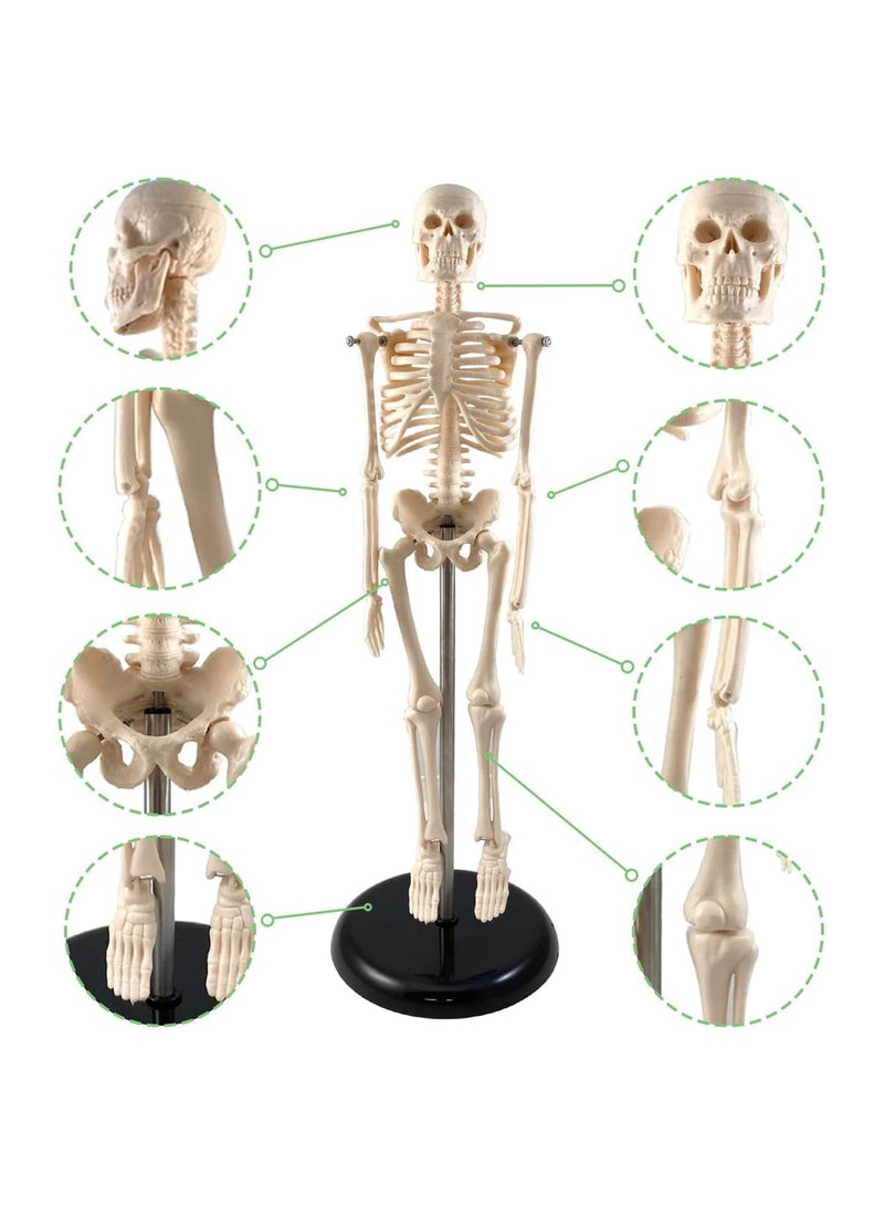 Supertek Fun Express Human Skeleton Model With Key 17 | White | Pack of 1 - Image 2
