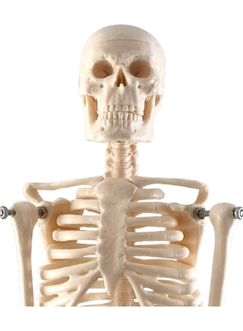 Supertek Fun Express Human Skeleton Model With Key 17 | White | Pack of 1 - Image 3