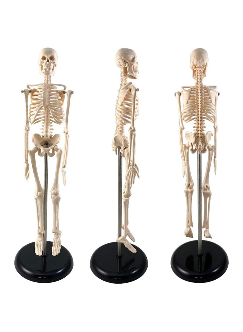 Supertek Fun Express Human Skeleton Model With Key 17 | White | Pack of 1 - Image 4