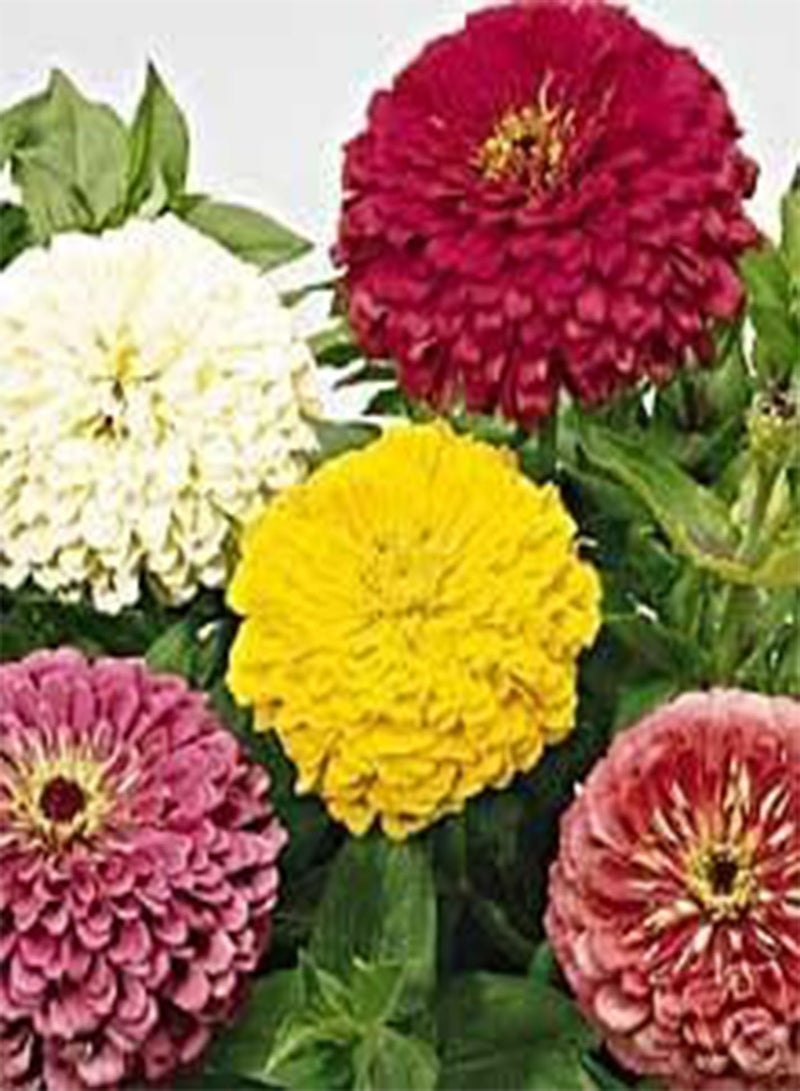 GGOOT Zinnia Li'l Dahling Mix 100 Seeds