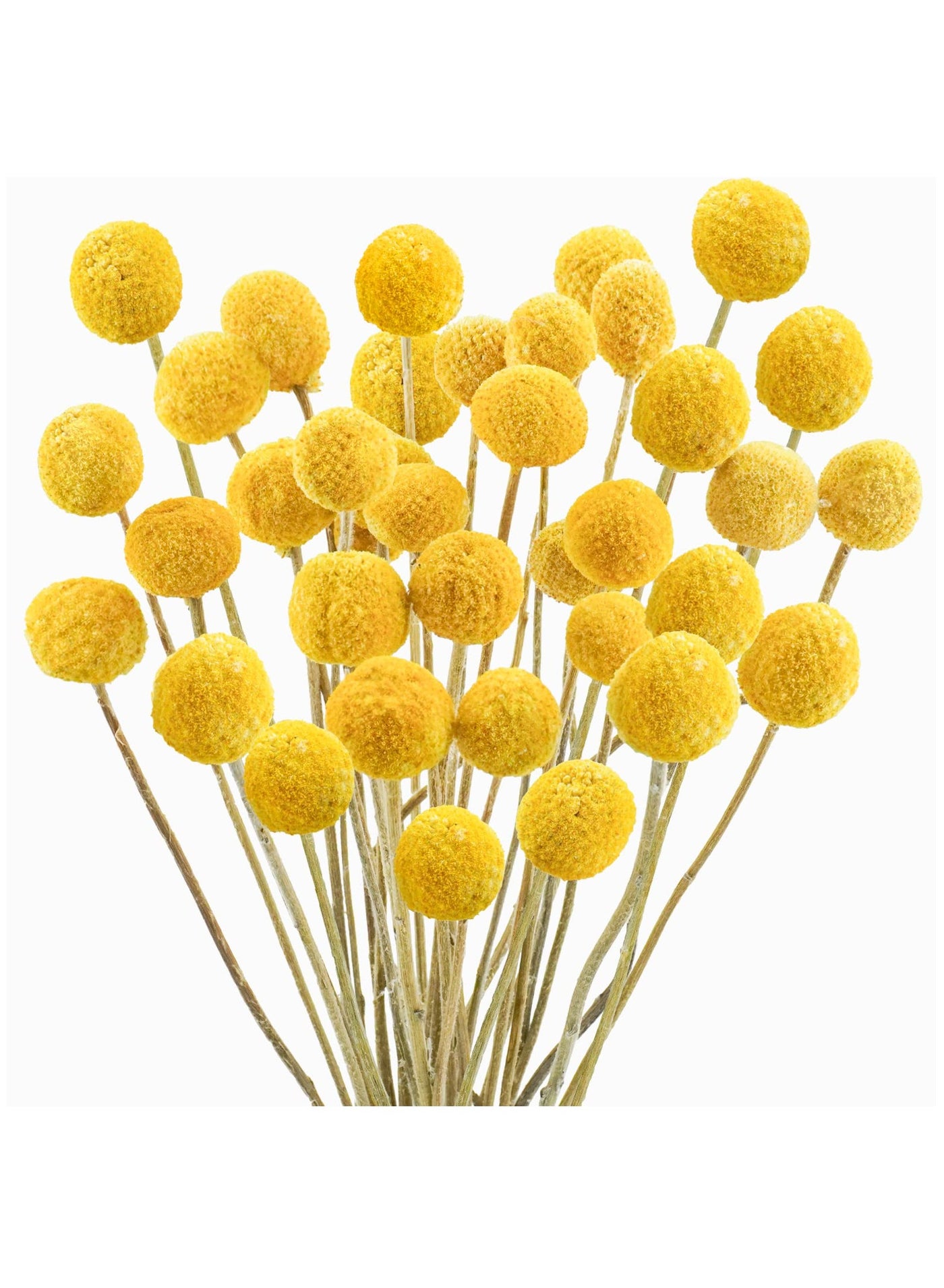 Natural Dried Flower Bouquet with Golden Balls and Golden Hammer Flowers - Perfect for Home Decor and Special Occasions.