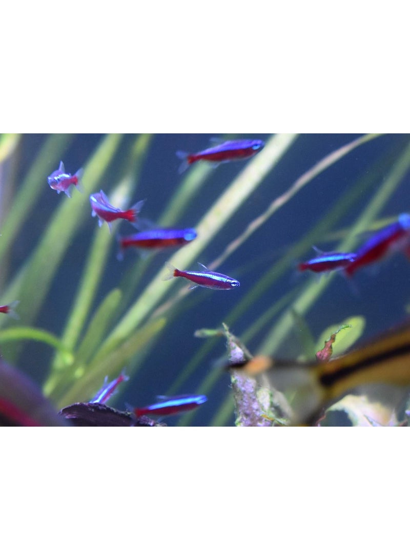 Seachem Stability Fish Tank Stabilizer - For Freshwater and Marine Aquariums, 16.9 Fl Oz (Pack of 1) - Image 5