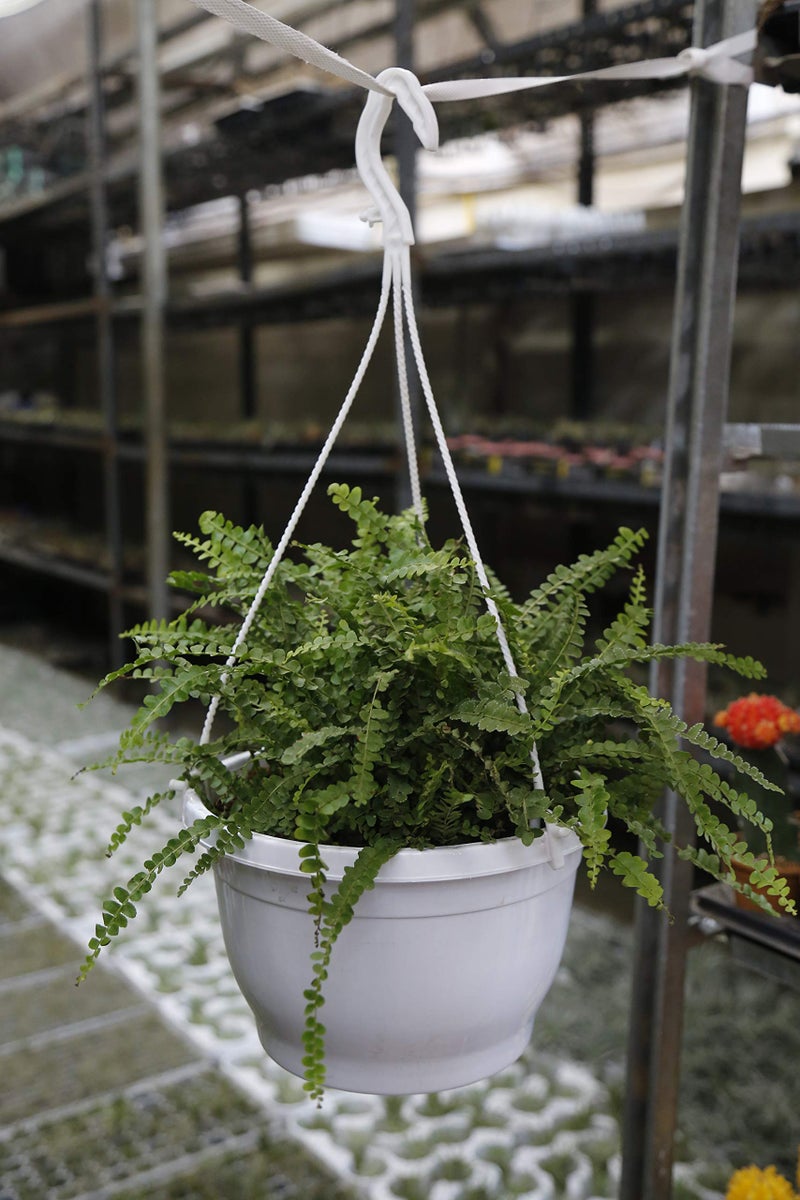 CAPPL 7 Inch Hanging Pot, 6 Pcs, White Colour - Image 5