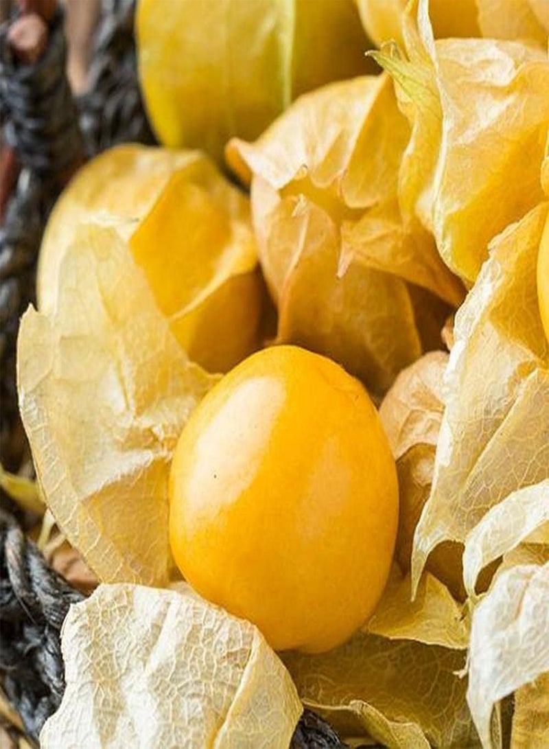GGOOT 30pcs Physalis Peruviana Seeds Nutrient-rich Gooseberry Fruits for Outdoor Planting Mature In Autumn Decorate Home Garden - Image 2