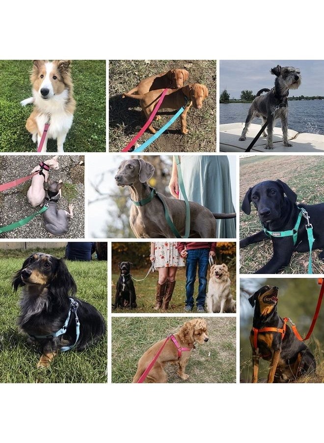Blueberry Pet Essentials 21 Colors Durable Classic Dog Leash 5 ft x 3/4", Turquoise, Medium, Basic Nylon Leashes for Dogs 