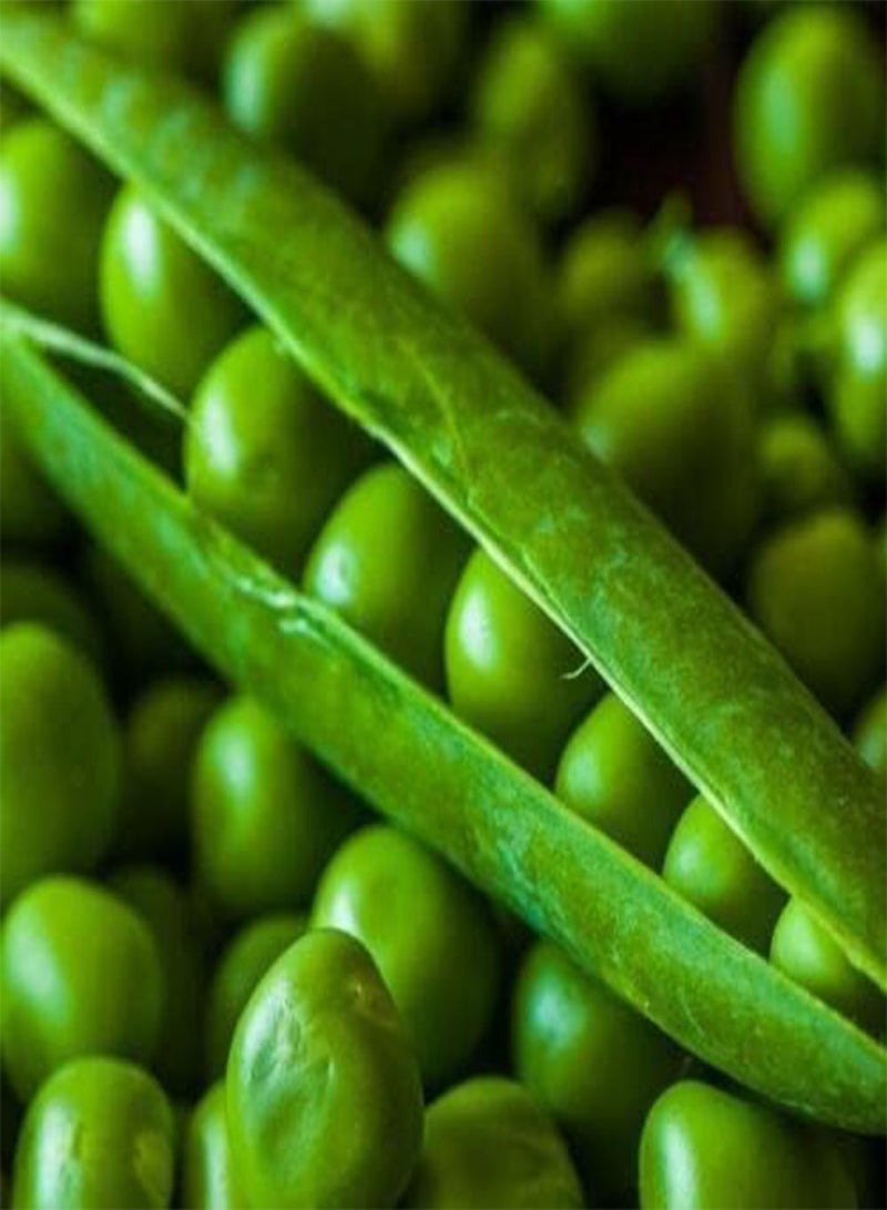 GGOOT 45 Seeds of Pea Meteor Fresh Vegetable, Grow Your Own Peas