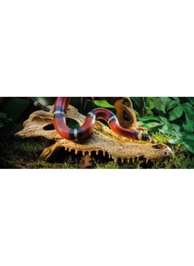 Exo Terra Exo Terra Crocodile Skull - Decor For Terrarium Multi  - Image 3
