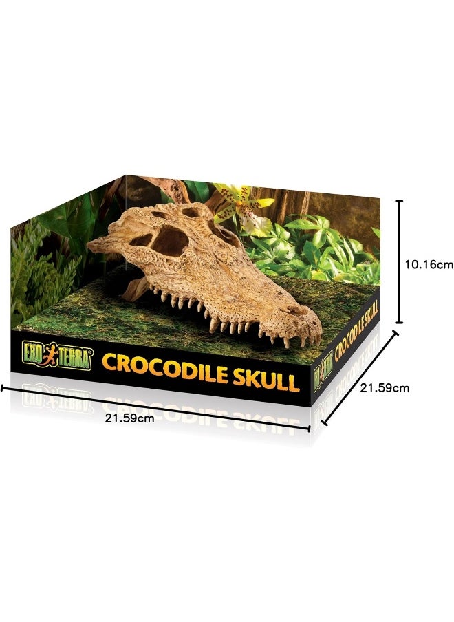 Exo Terra Exo Terra Crocodile Skull - Decor For Terrarium Multi  - Image 5