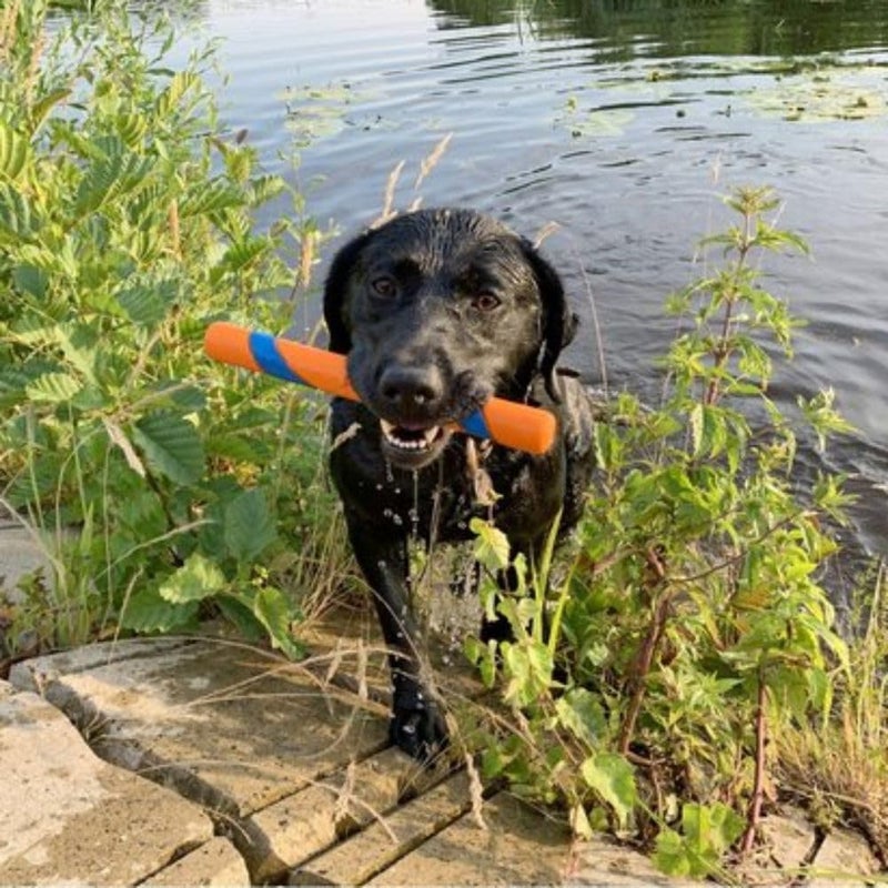 Chuckit! Ultra Fetch Stick Outdoor Dog Toy, 12 Inches, for All Breed Sizes - Image 2