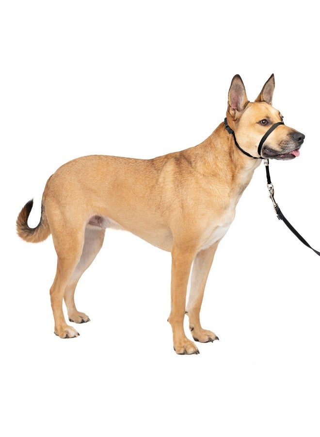 PetSafe Gentle Leader No-Pull Head Collar for Dogs, Dog Head Collar - The Ultimate Solution to Pulling, Padded Nose Loop, Quick-Snap Neck Strap, Dog Halter, Medium - Black - Image 1