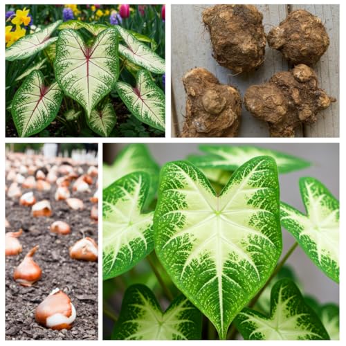 CZ Grain Constellation Caladium Bulbs for Planting - Perennial Hosta, Elephant Ears, Fancy (6 Bulbs) - Image 3