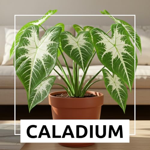 CZ Grain Constellation Caladium Bulbs for Planting - Perennial Hosta, Elephant Ears, Fancy (6 Bulbs) - Image 2