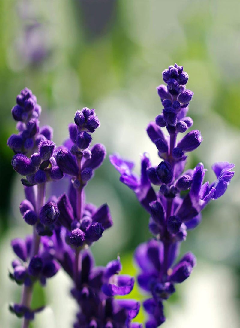 GGOOT 200Pcs/Bag Blue Sage seeds Sage Indoor seeds Home Decoration Flower Plants Bonsai seeds for Gardening Blue - Image 4