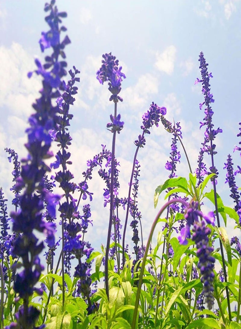 GGOOT 200Pcs/Bag Blue Sage seeds Sage Indoor seeds Home Decoration Flower Plants Bonsai seeds for Gardening Blue - Image 3