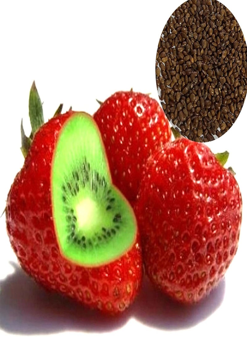 GGOOT Fresh Fruit Seed with 500Pcs Rare Strawberry Kiwi Seeds Sweet Fruit Yard Bonsai Garden Balcony Plant for Planting Garden Yard Home Landscaping - Image 1