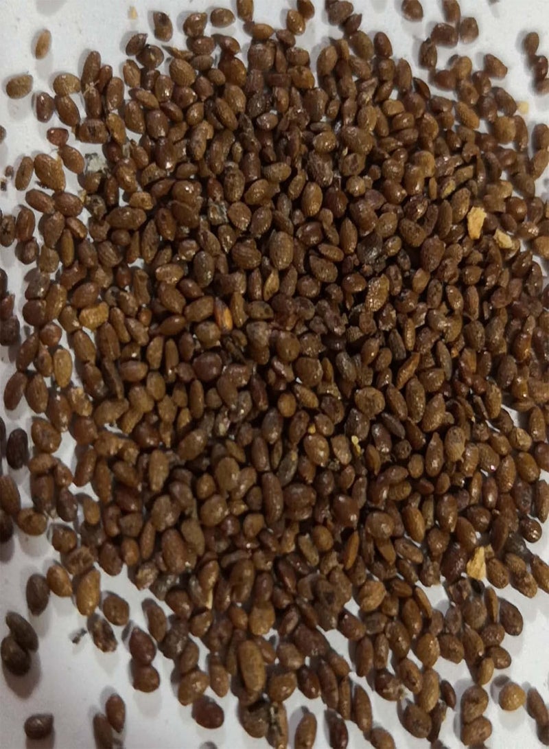 GGOOT Fresh Fruit Seed with 500Pcs Rare Strawberry Kiwi Seeds Sweet Fruit Yard Bonsai Garden Balcony Plant for Planting Garden Yard Home Landscaping - Image 2