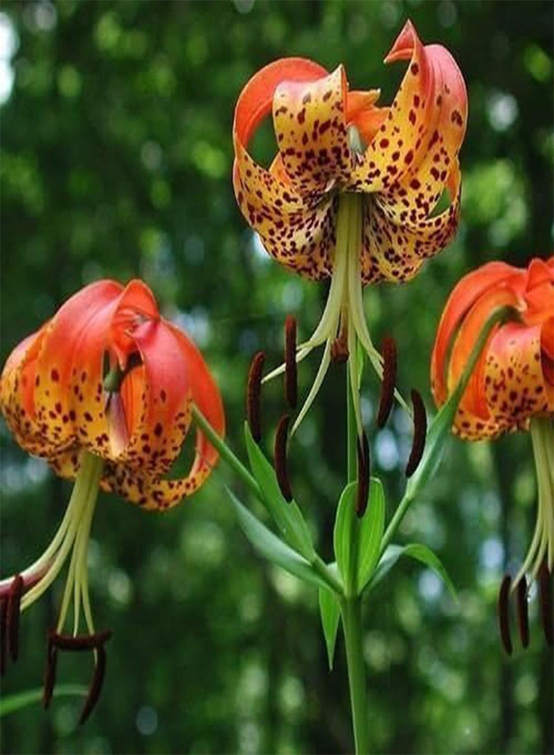 GGOOT Seeds 15 Turk Semi Cap Fiore del Giglio Seeds (Lilium Superbum): Only Seeds - Image 3