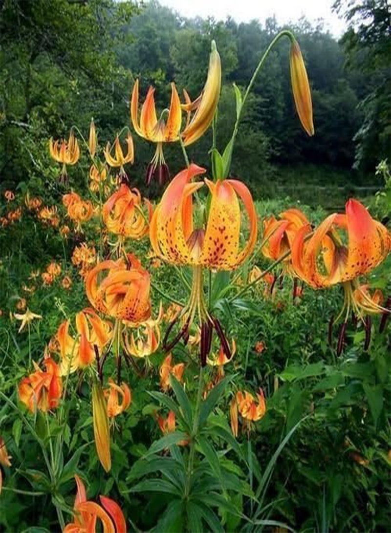 GGOOT Seeds 15 Turk Semi Cap Fiore del Giglio Seeds (Lilium Superbum): Only Seeds - Image 5