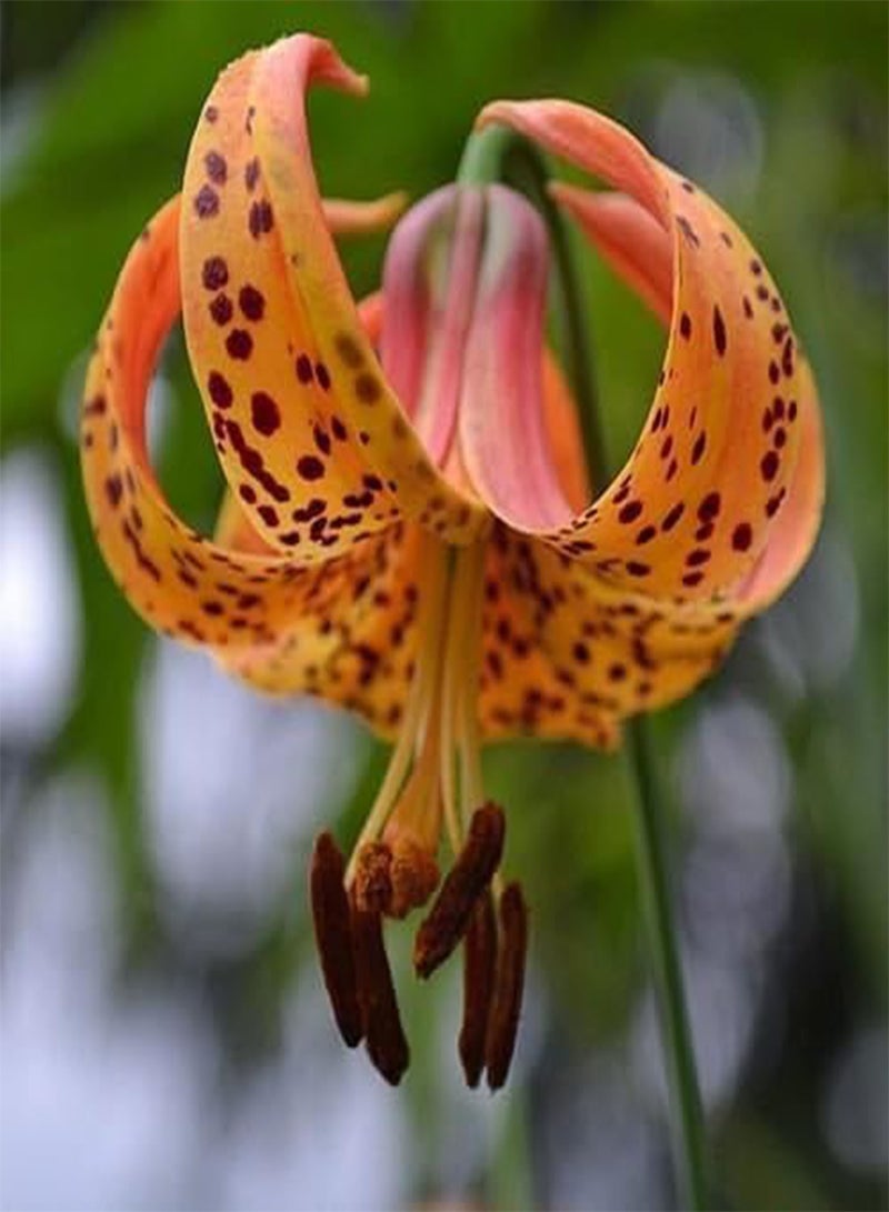 GGOOT Seeds 15 Turk Semi Cap Fiore del Giglio Seeds (Lilium Superbum): Only Seeds - Image 1