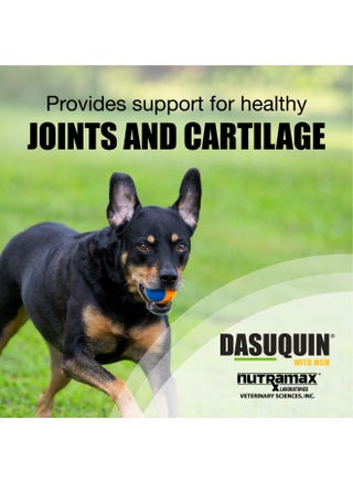 Nutramax Dasuquin with MSM Joint Health Supplement for Large Dogs - With Glucosamine, MSM, Chondroitin, ASU, Boswellia Serrata Extract, and Green Tea Extract, 150 Soft Chews - pzsku/Z57A37BA368029E8F0552Z/45/_/1731077954/c90a7f77-8f0a-4f2b-abcf-a2298fe9855f
