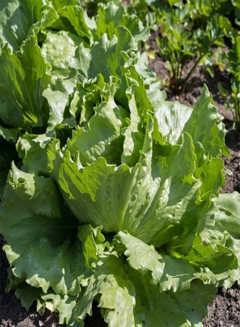 GGOOT 10 British Giant Iceberg Lettuce Seeds UK Hardy Large Ball Leafy Vegetables - Image 4