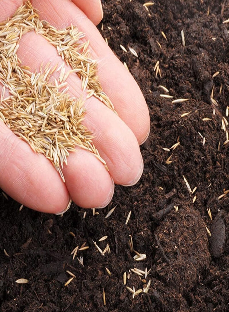 GGOOT 10 British Giant Iceberg Lettuce Seeds UK Hardy Large Ball Leafy Vegetables - Image 2