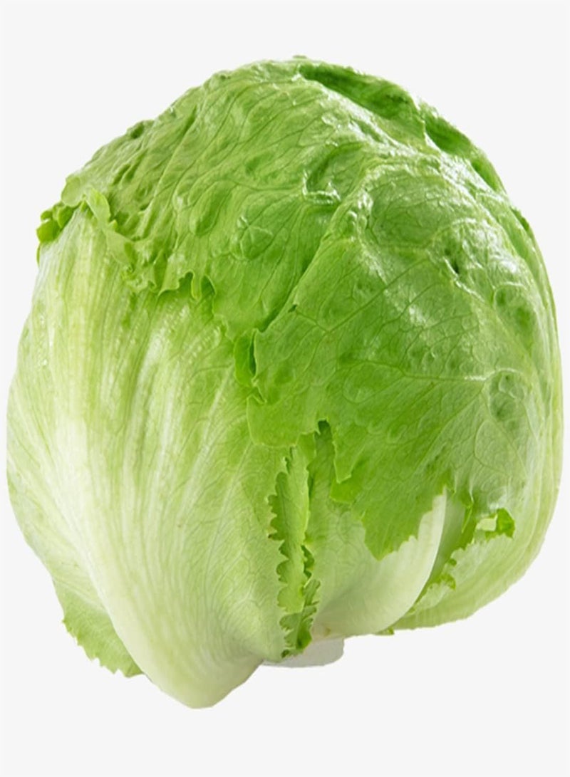 GGOOT 10 British Giant Iceberg Lettuce Seeds UK Hardy Large Ball Leafy Vegetables - Image 1