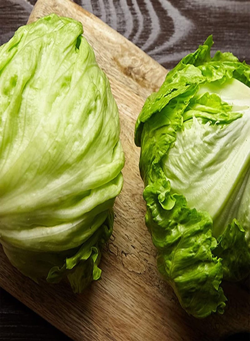 GGOOT 10 British Giant Iceberg Lettuce Seeds UK Hardy Large Ball Leafy Vegetables - Image 3