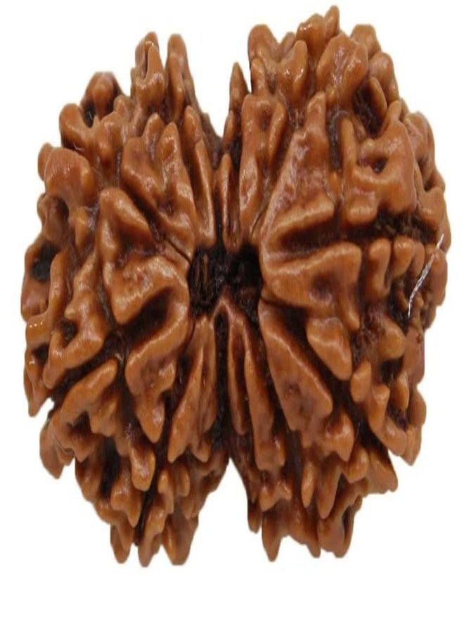Certified Gems Gauri Shankar Rudraksha Original Certified with Capping Shiv Parvati Gowri Shankar Gori Shankar Rudraksha Nepal गौरीशंकर रुद्राक्ष Gauri Shankar Rudraksha Nepali by Certified Gems - Image 3