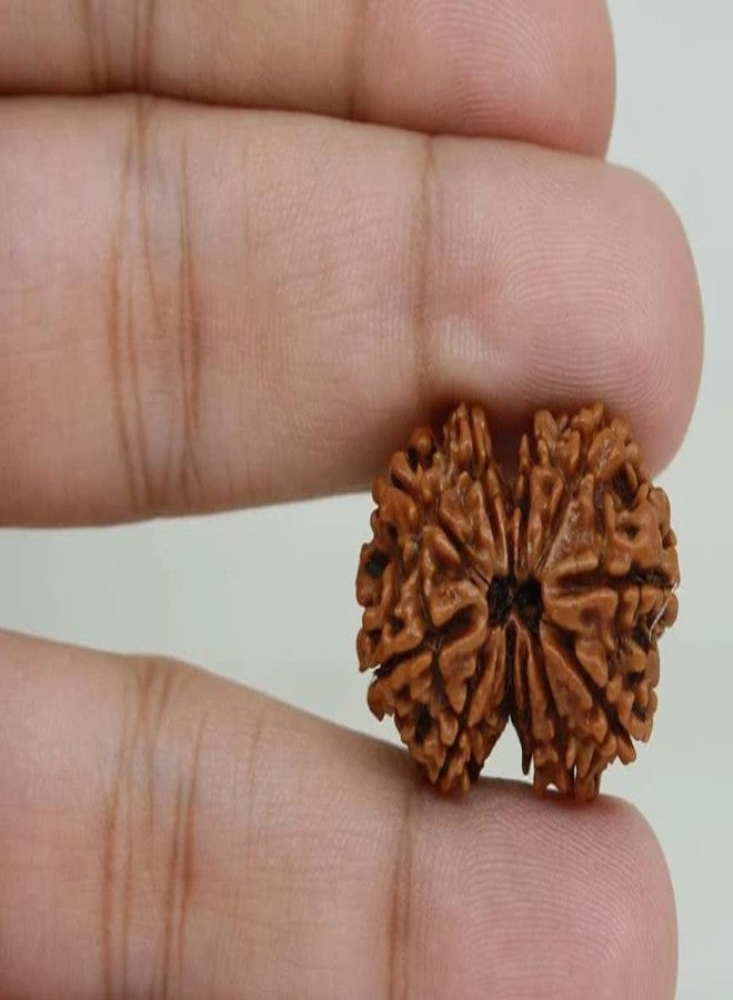 Certified Gems Gauri Shankar Rudraksha Original Certified with Capping Shiv Parvati Gowri Shankar Gori Shankar Rudraksha Nepal गौरीशंकर रुद्राक्ष Gauri Shankar Rudraksha Nepali by Certified Gems - Image 5