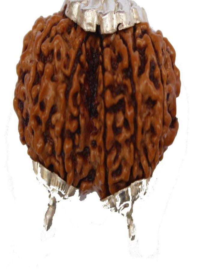 Certified Gems Gauri Shankar Rudraksha Original Certified with Capping Shiv Parvati Gowri Shankar Gori Shankar Rudraksha Nepal गौरीशंकर रुद्राक्ष Gauri Shankar Rudraksha Nepali by Certified Gems - Image 2