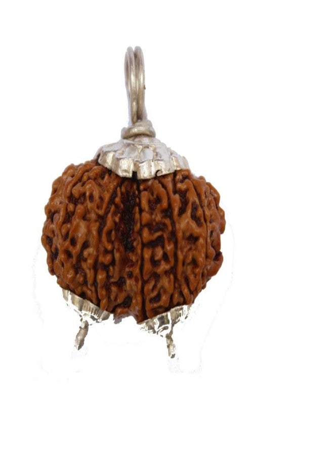 Certified Gems Gauri Shankar Rudraksha Original Certified with Capping Shiv Parvati Gowri Shankar Gori Shankar Rudraksha Nepal गौरीशंकर रुद्राक्ष Gauri Shankar Rudraksha Nepali by Certified Gems - Image 1
