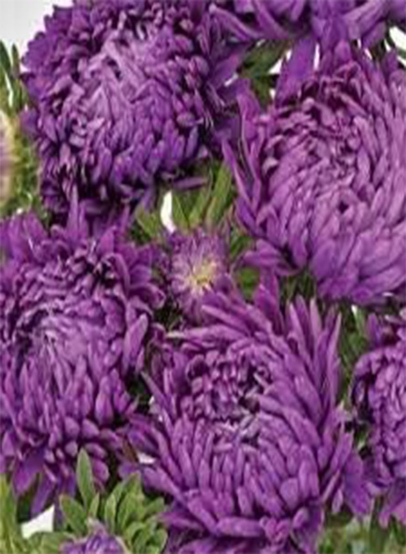 seeds Fresh 100 pcs Aster Flower seeds for Planting Violet