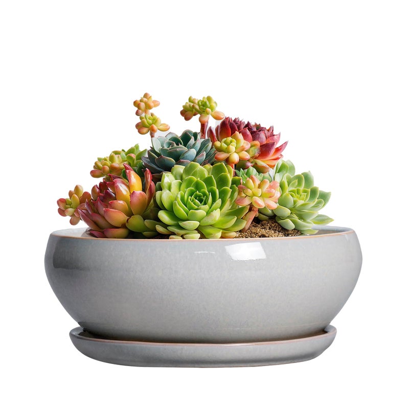 SQOWL Succulent Planters 6 Inch - Ceramic Bonsai Pots with Drainage Hole and Saucer, Shallow Planter for Indoor Plants Outdoor, Round Ceramic Pots for Plants Cactus, Room Decor, Garden Gifts, Gray - Image 1