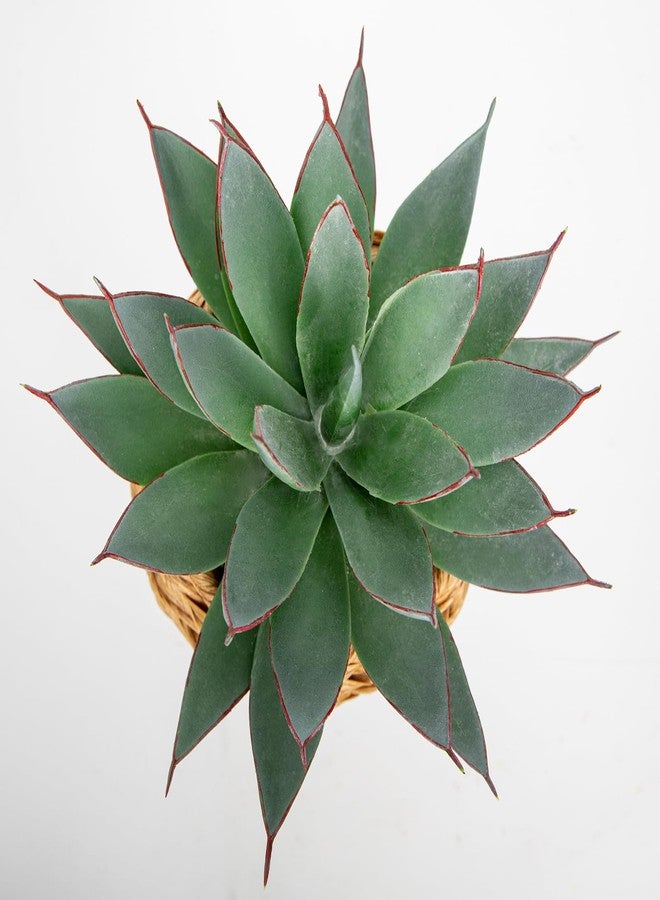 Briful Succulents Plants Artificial for Home Decor, Realistic Potted Fake Agave Plant in Wicker Basket, Cute Aloe Maguey Faux Plant, Shelf Tables Decor, Modern Farmhouse Home Decorations - Image 3