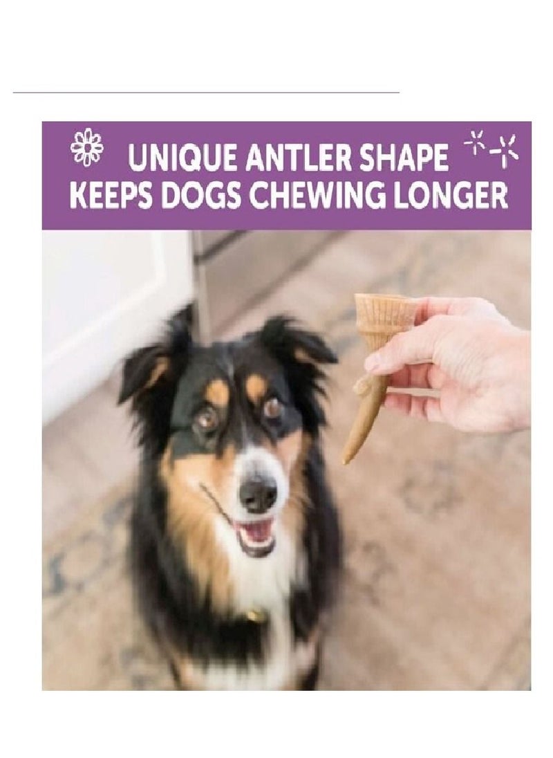 WHIMZEES - Occupy Antler Natural Dental Chews for Dogs Medium (12pc) - Image 1