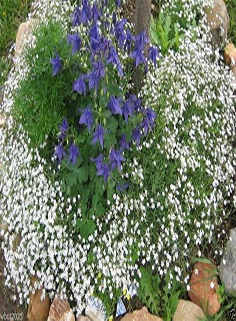 GGOOT 200 Creeping Baby's Breath WHITE FLOWERS,Gypsophila repens , ! - Image 4