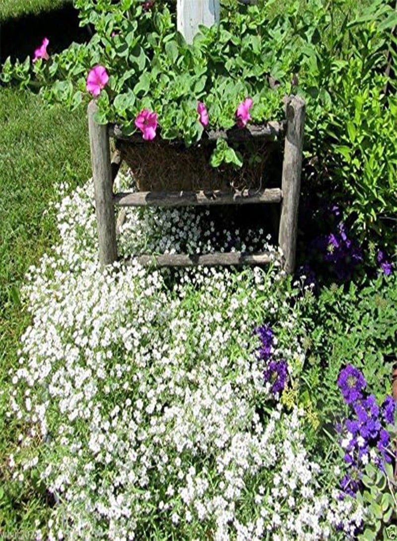 GGOOT 200 Creeping Baby's Breath WHITE FLOWERS,Gypsophila repens , ! - Image 2