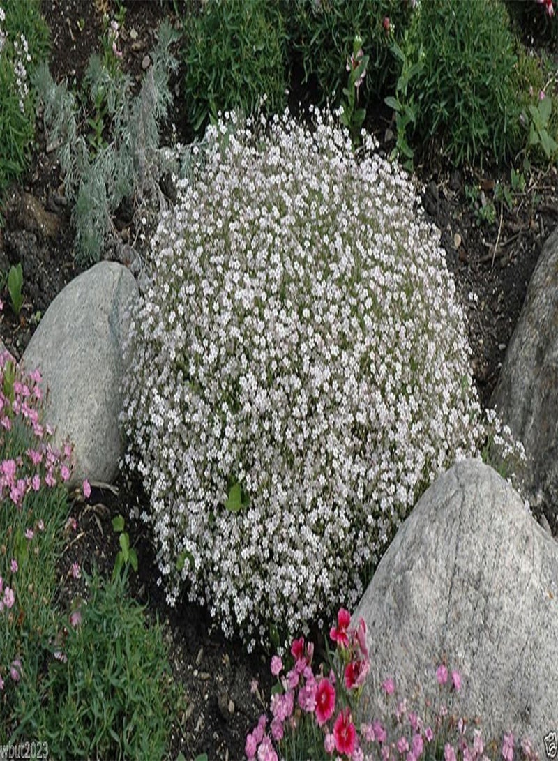 GGOOT 200 Creeping Baby's Breath WHITE FLOWERS,Gypsophila repens , ! - Image 3