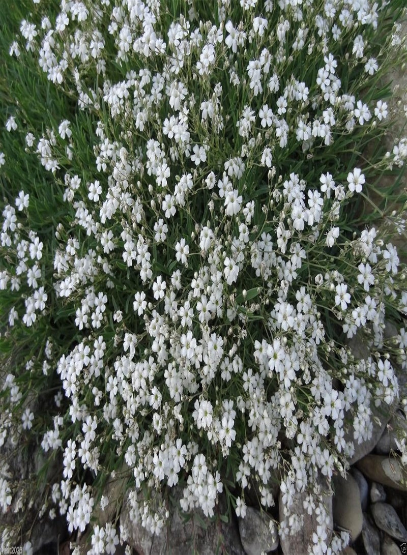 GGOOT 200 Creeping Baby's Breath WHITE FLOWERS,Gypsophila repens , ! - Image 1
