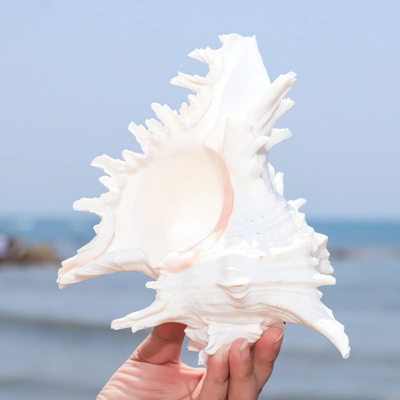 YZHZOM 5.5â€˜â€™ to 6.3â€˜â€™ Large Natural Conch Shell Fish Tank Hideout Fish Tank House Natural Conch sea Shells for Fish Tank,Air Plant,Home Decorations,DIY Crafts - Image 2
