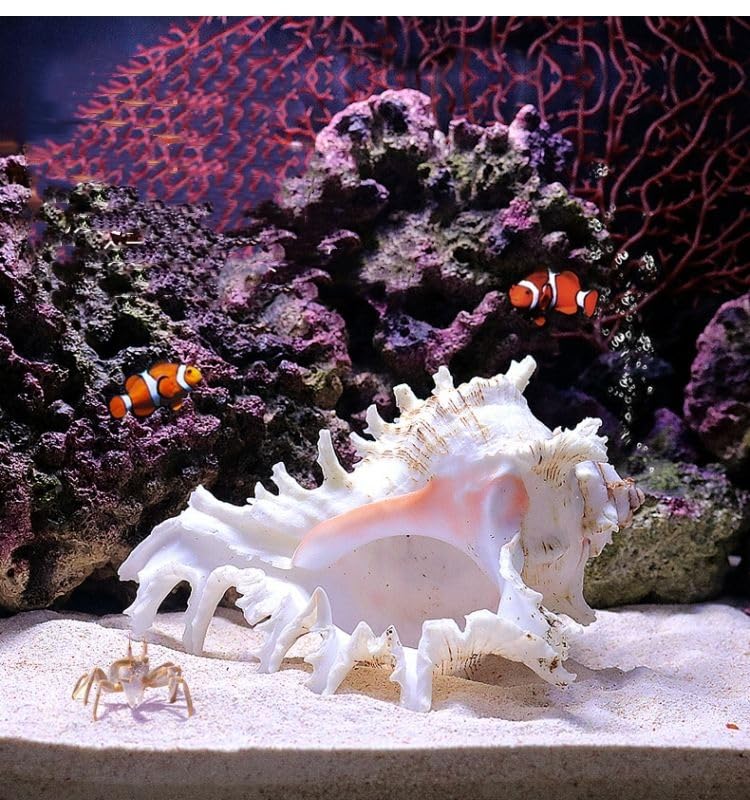 YZHZOM 5.5â€˜â€™ to 6.3â€˜â€™ Large Natural Conch Shell Fish Tank Hideout Fish Tank House Natural Conch sea Shells for Fish Tank,Air Plant,Home Decorations,DIY Crafts - Image 1