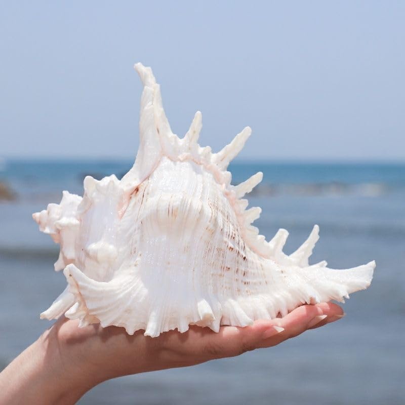 YZHZOM 5.5â€˜â€™ to 6.3â€˜â€™ Large Natural Conch Shell Fish Tank Hideout Fish Tank House Natural Conch sea Shells for Fish Tank,Air Plant,Home Decorations,DIY Crafts - Image 4