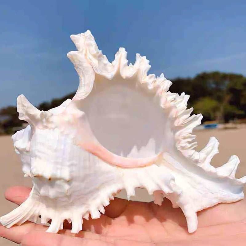 YZHZOM 5.5â€˜â€™ to 6.3â€˜â€™ Large Natural Conch Shell Fish Tank Hideout Fish Tank House Natural Conch sea Shells for Fish Tank,Air Plant,Home Decorations,DIY Crafts - Image 5
